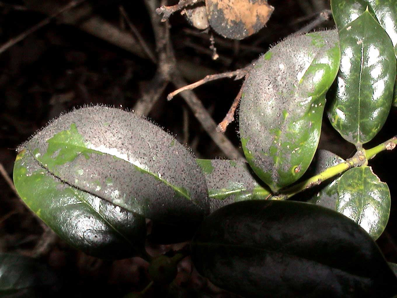 Figure 2. Vigorously growing sooty mold on holly. Note the sooty mold fungi are producing stalks (conidiophores) to launch their spores into the air.