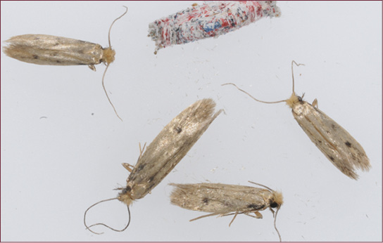 Close-up of four adult clothes moths and a single case containing a caterpillar.