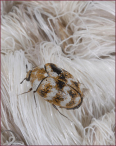 Varied Carpet Beetle, Vol. 6, No. 2  Mississippi State University  Extension Service