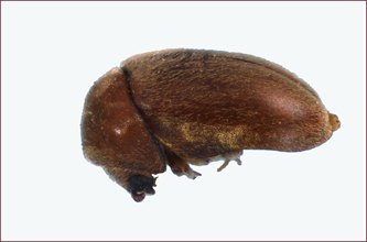 Side view of a tan beetle.