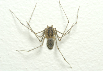 Close-up of a spider with script-like markings on its back.