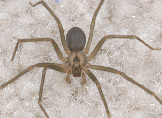 Close-up of a spider with a fiddle-shaped marking on its back.