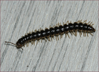 Close-up of a millipede showing the slender, segmented body with large numbers of legs.