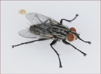 A large, gray fly with black stripes and red eyes.