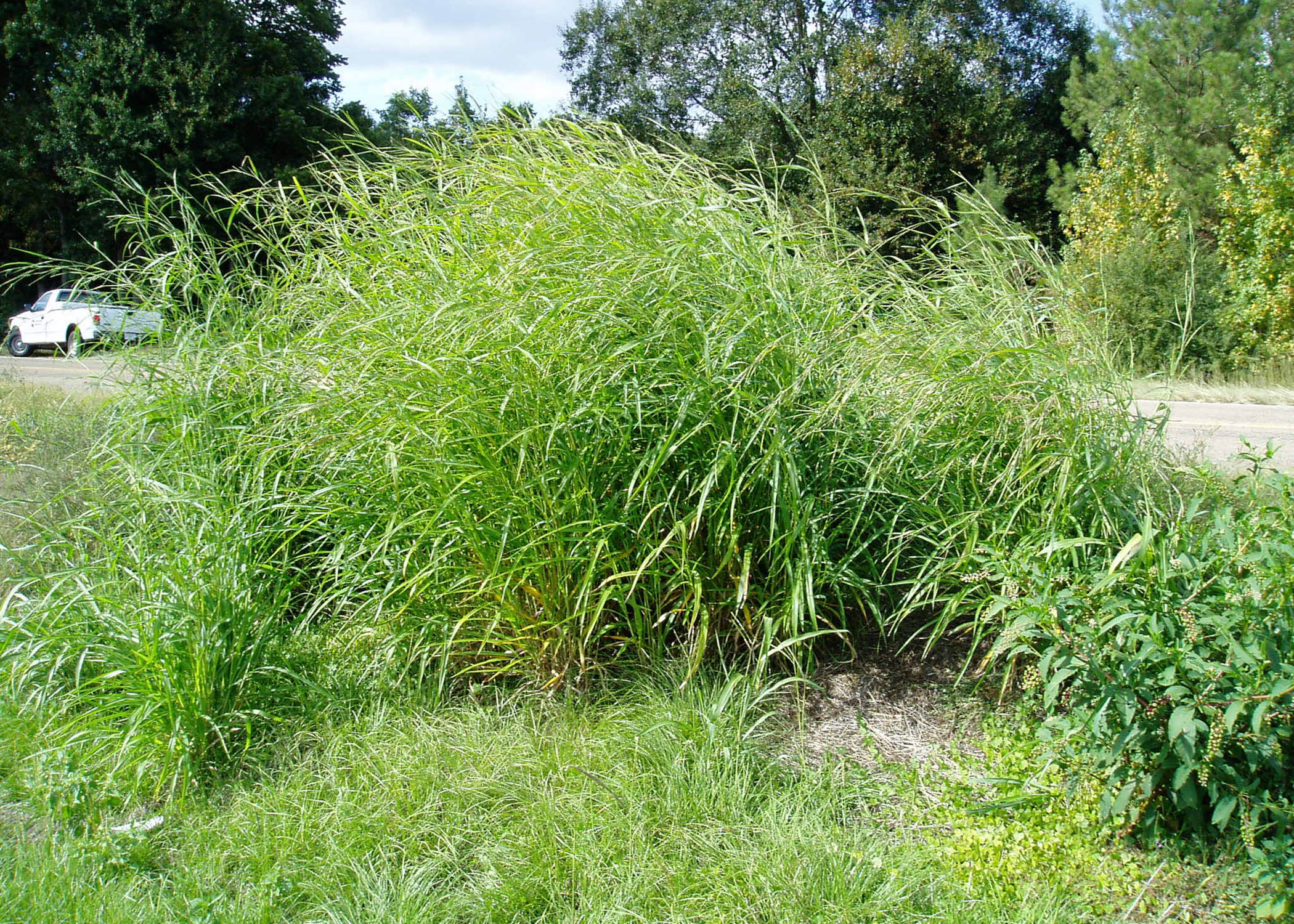 Example of itchgrass overtaking native species and obstructing visibility on a roadside.