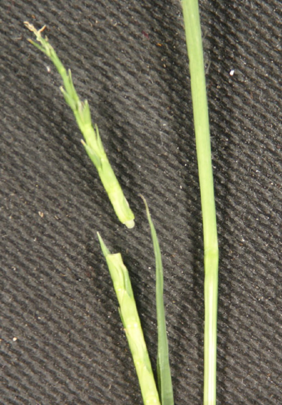 The itchgrass inflorescence is detatched from the sheath.