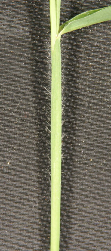 A closeup image of the itchgrass sheath highlighting the hairs near the collar.