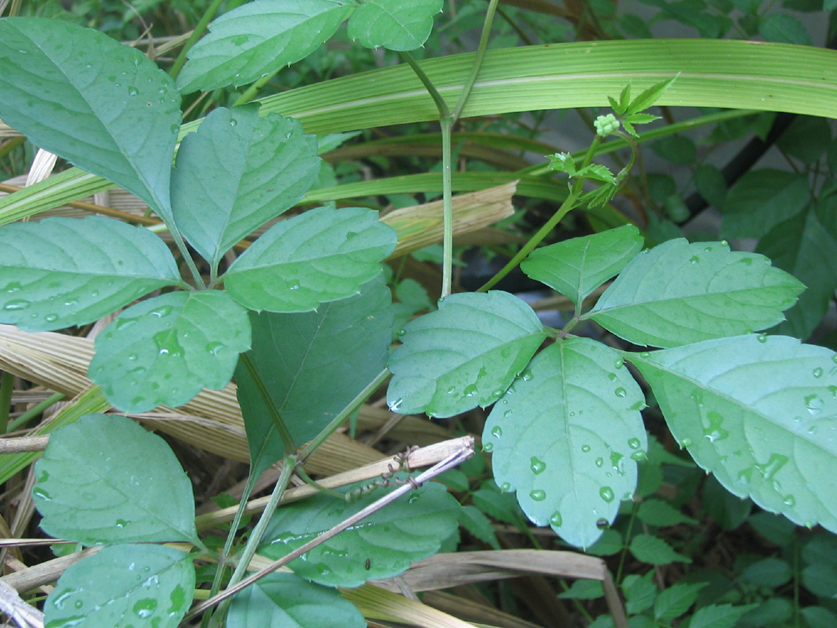 The five green serrated leaflets of the bushkiller shine. Beaded raindrops are scattered on the leaves.
