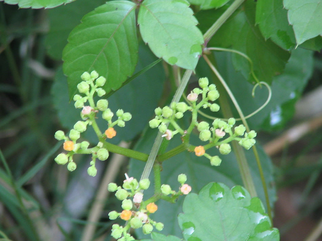 A close-up image of the orange- and salmon-colored flowers and several green buds. The fleshy vines are easily seen in the background.