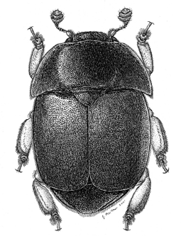 A detailed llustration of a black small hive beetle.