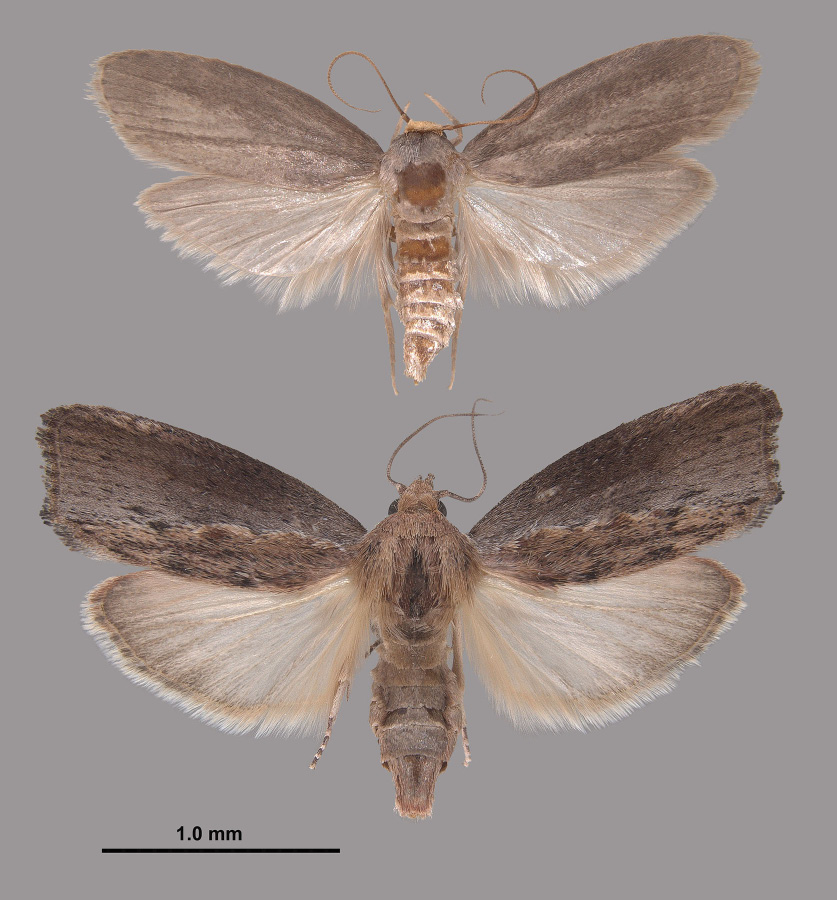 The lesser wax moth is about half the size of the greater. The lesser is mostly light brown, while the greater's upper wings and body are dark brown and its lower wings are light tan.