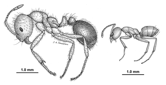 An illustration comparing the size of a fire ant major worker with the much smaller Argentine ant worker.  