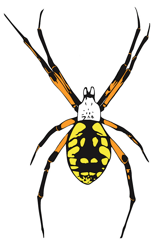 A color drawing of a female yellow garden spider. The back is yellow and black while the head is predominantly white. The legs are orange and black.