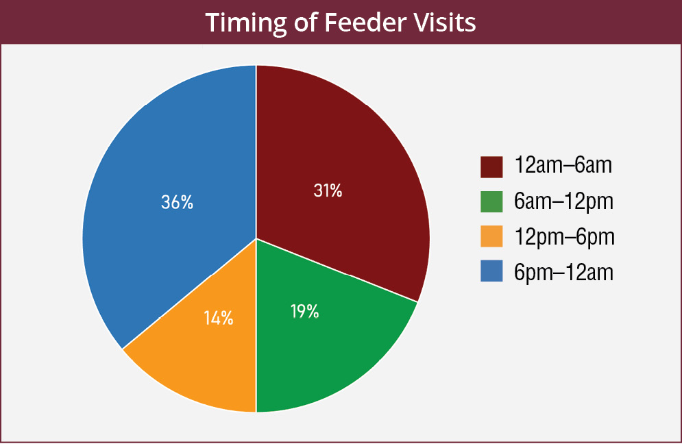 Deer visitation rates to feeders changes throughout the day. From 12 a.m. to 6 a.m., visitation rate was 31%; from 6 a.m. to 12 p.m., visitation rate was 19%; from 12 p.m. to 6 p.m., visitation rate was 14%; and from 6 p.m. to 12 a.m., visitation rate was 36%. 
