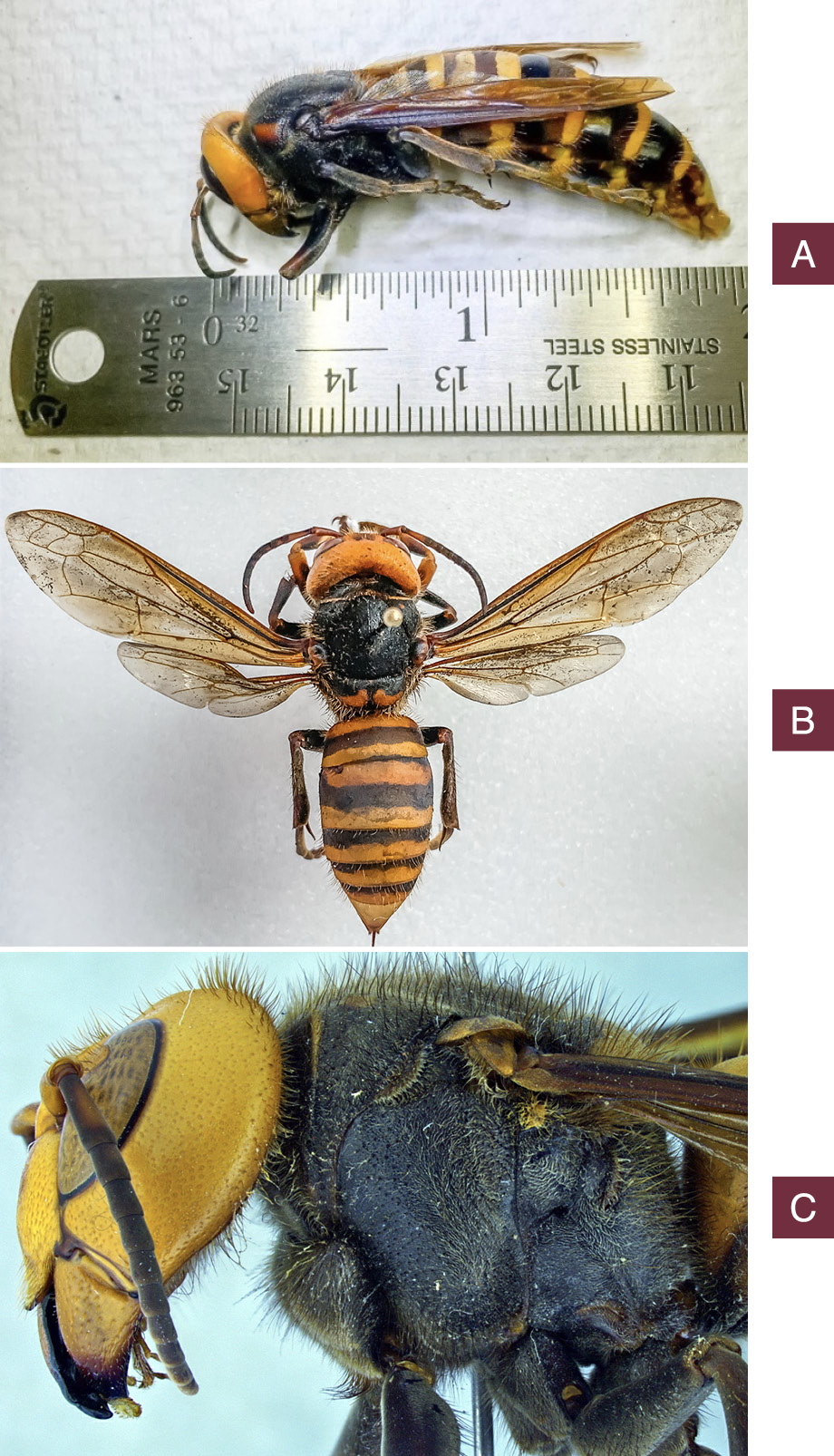 Northern giant hornet specimen measured with a ruler. The topside of a pinned northern giant hornet specimen. Close-up, side profile of the northern giant hornet.