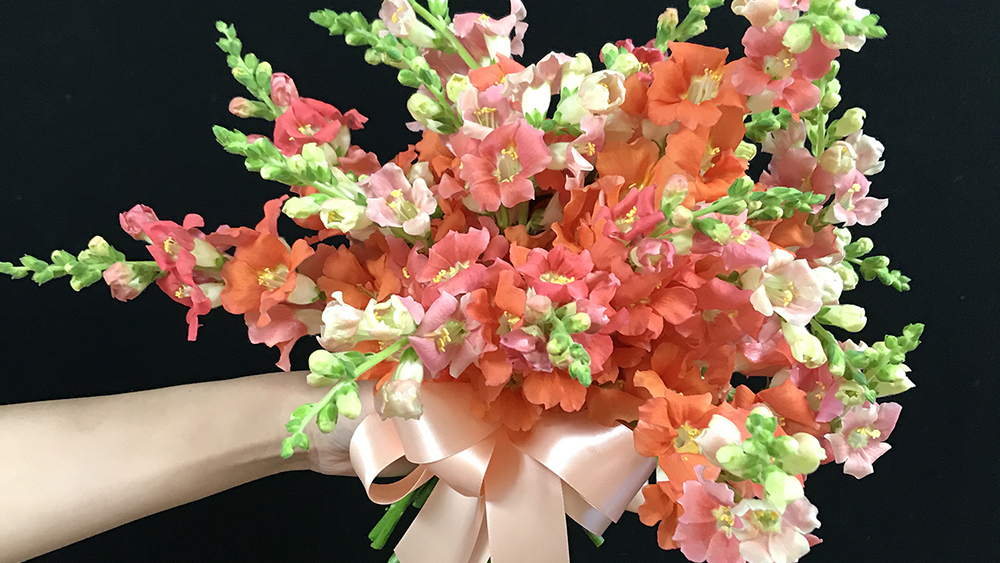 a bridesmaid’s bouquet of coral-colored snapdragons with bow.
