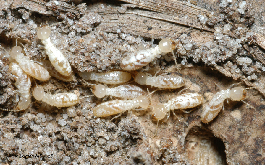 an image of eastern subterranean termite workers
